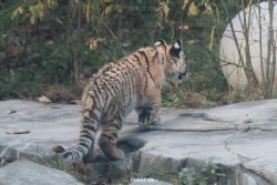 zoo-wuppertal-tschuna-daseep-02-017