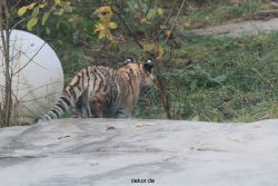 zoo-wuppertal-tschuna-daseep-02-018