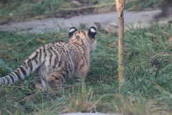 zoo-wuppertal-tschuna-daseep-02-019