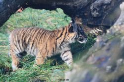 zoo-wuppertal-tschuna-daseep-02-020