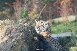 zoo-wuppertal-tschuna-daseep-02-021