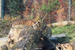zoo-wuppertal-tschuna-daseep-02-022