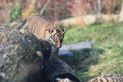 zoo-wuppertal-tschuna-daseep-02-023