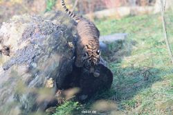 zoo-wuppertal-tschuna-daseep-02-024