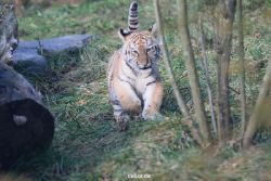 zoo-wuppertal-tschuna-daseep-02-025