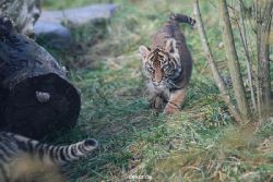 zoo-wuppertal-tschuna-daseep-02-026
