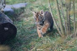 zoo-wuppertal-tschuna-daseep-02-027