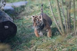 zoo-wuppertal-tschuna-daseep-02-028