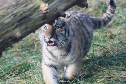 zoo-wuppertal-tschuna-daseep-02-030