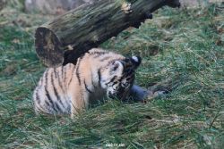 zoo-wuppertal-tschuna-daseep-02-031