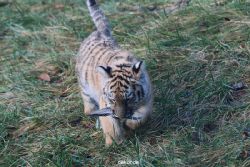 zoo-wuppertal-tschuna-daseep-02-032