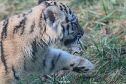 zoo-wuppertal-tschuna-daseep-02-033