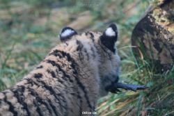 zoo-wuppertal-tschuna-daseep-02-034