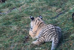 zoo-wuppertal-tschuna-daseep-02-035