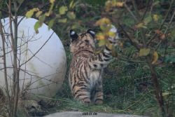zoo-wuppertal-tschuna-daseep-02-036