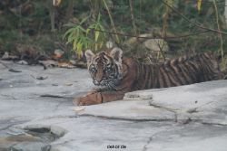 zoo-wuppertal-tschuna-daseep-02-037