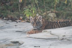 zoo-wuppertal-tschuna-daseep-02-038