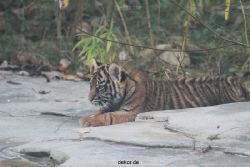 zoo-wuppertal-tschuna-daseep-02-039