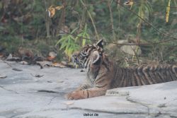 zoo-wuppertal-tschuna-daseep-02-040