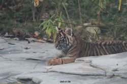 zoo-wuppertal-tschuna-daseep-02-041