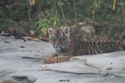 zoo-wuppertal-tschuna-daseep-02-042