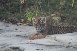 zoo-wuppertal-tschuna-daseep-02-043
