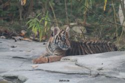 zoo-wuppertal-tschuna-daseep-02-044