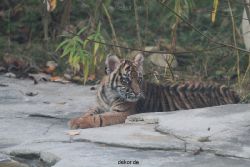 zoo-wuppertal-tschuna-daseep-02-045