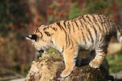 zoo-wuppertal-tschuna-daseep-02-046