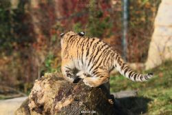 zoo-wuppertal-tschuna-daseep-02-047