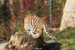 zoo-wuppertal-tschuna-daseep-02-048