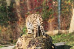 zoo-wuppertal-tschuna-daseep-02-049