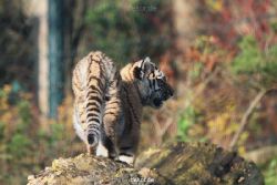 zoo-wuppertal-tschuna-daseep-02-050