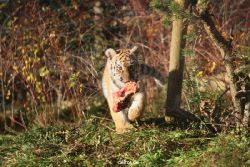 zoo-wuppertal-tschuna-daseep-02-051