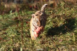 zoo-wuppertal-tschuna-daseep-02-053