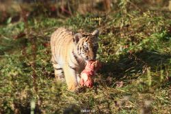zoo-wuppertal-tschuna-daseep-02-055