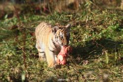 zoo-wuppertal-tschuna-daseep-02-056