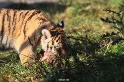 zoo-wuppertal-tschuna-daseep-02-058
