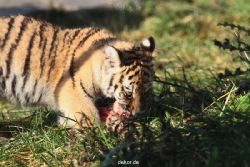 zoo-wuppertal-tschuna-daseep-02-059