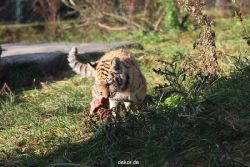 zoo-wuppertal-tschuna-daseep-02-060