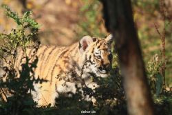 zoo-wuppertal-tschuna-daseep-02-062