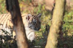 zoo-wuppertal-tschuna-daseep-02-063