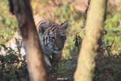 zoo-wuppertal-tschuna-daseep-02-065