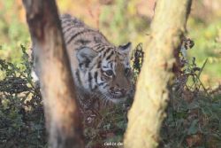 zoo-wuppertal-tschuna-daseep-02-066