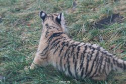 zoo-wuppertal-tschuna-daseep-02-068