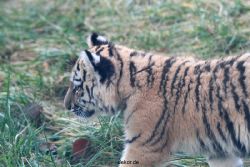 zoo-wuppertal-tschuna-daseep-02-069