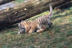 zoo-wuppertal-tschuna-daseep-03-008