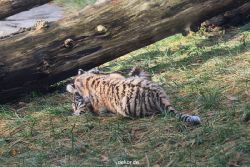 zoo-wuppertal-tschuna-daseep-03-009