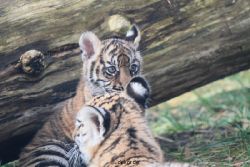 zoo-wuppertal-tschuna-daseep-03-010