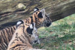 zoo-wuppertal-tschuna-daseep-03-011